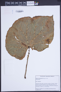 Begonia manicata image
