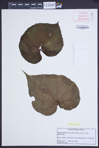 Begonia mariti image