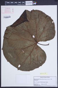 Begonia mariti image