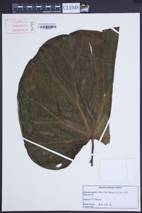 Begonia mariti image