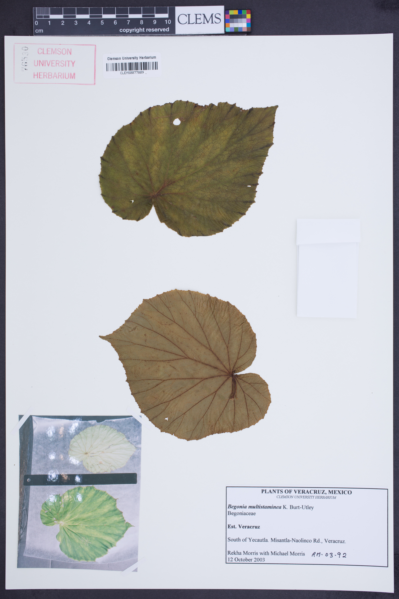 Begonia multistaminea image