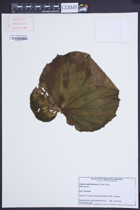 Begonia multistaminea image