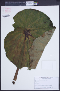 Begonia multistaminea image