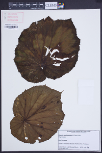 Begonia multistaminea image