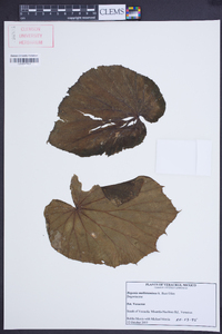 Begonia multistaminea image