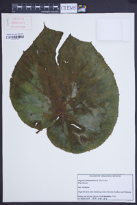 Begonia multistaminea image