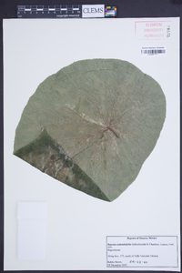 Begonia nelumbiifolia image