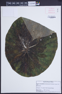 Begonia nelumbiifolia image