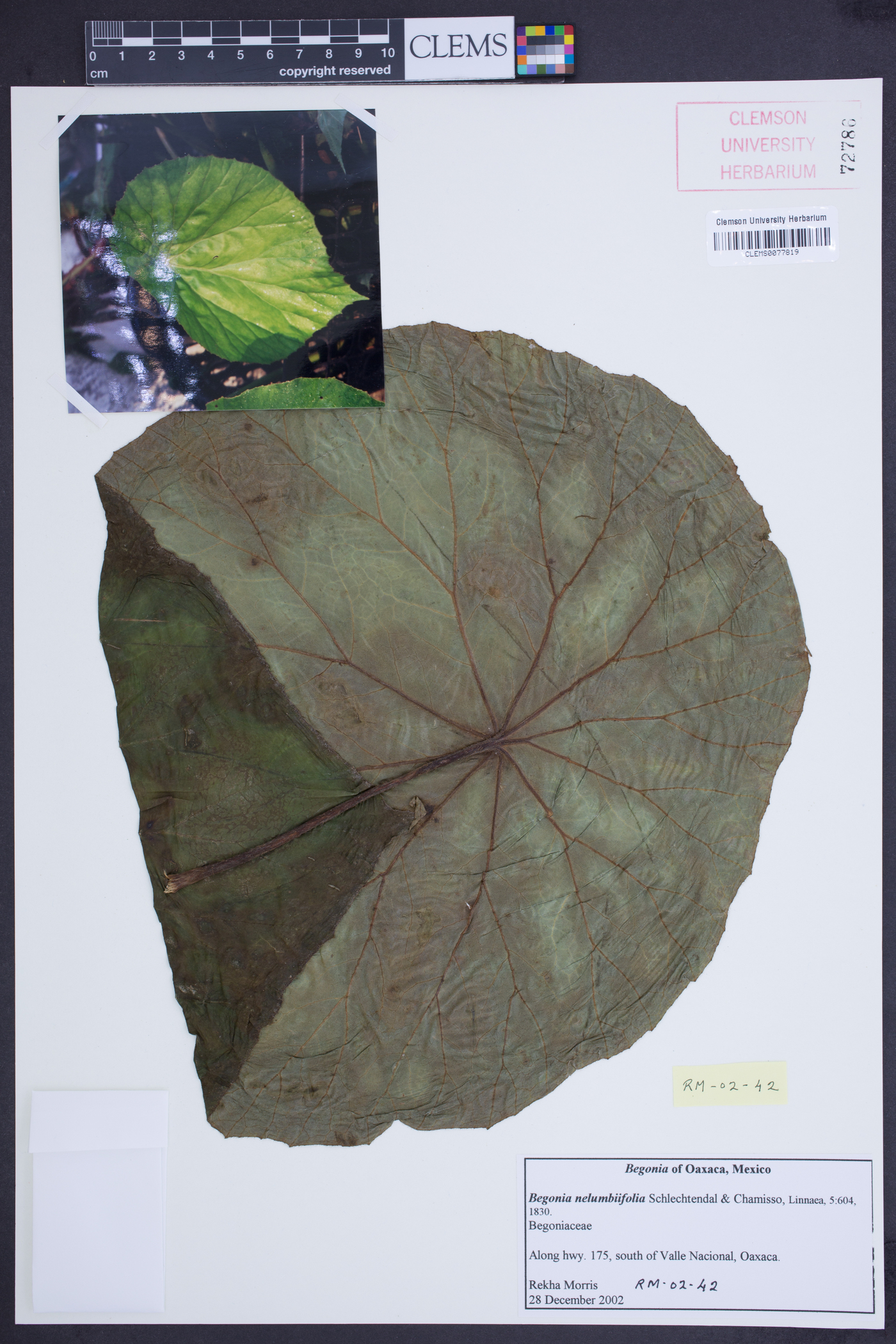 Begonia nelumbiifolia image