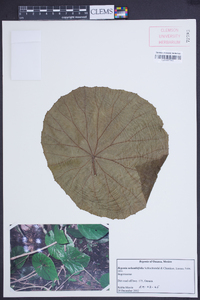 Begonia nelumbiifolia image