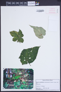 Begonia nelumbiifolia image