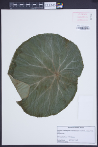 Begonia nelumbiifolia image