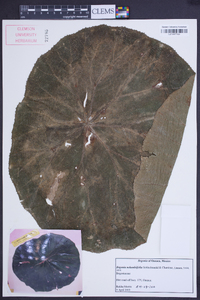 Begonia nelumbiifolia image