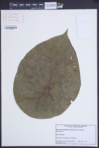 Begonia nelumbiifolia image