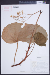 Begonia obliqua image