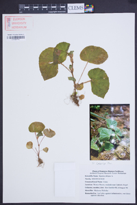 Begonia obliqua image