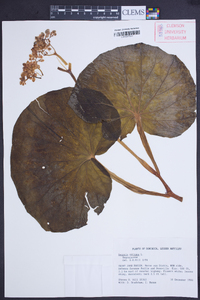 Begonia obliqua image