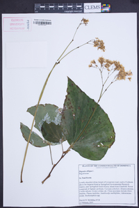 Begonia obliqua image