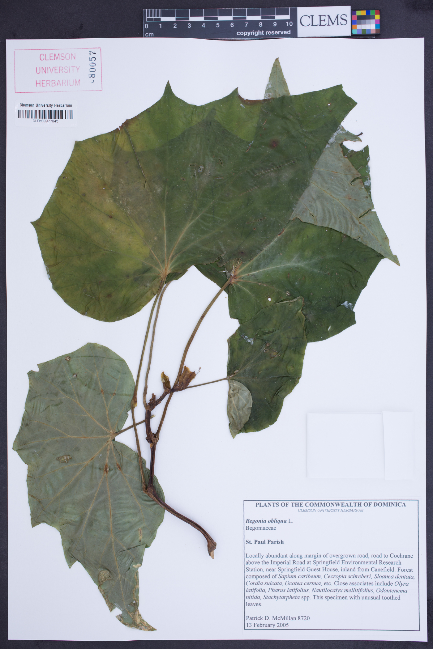 Begonia obliqua image