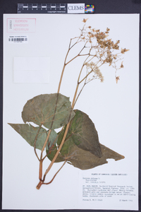 Begonia obliqua image