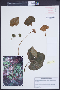 Begonia pinetorum image