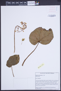 Begonia pinetorum image