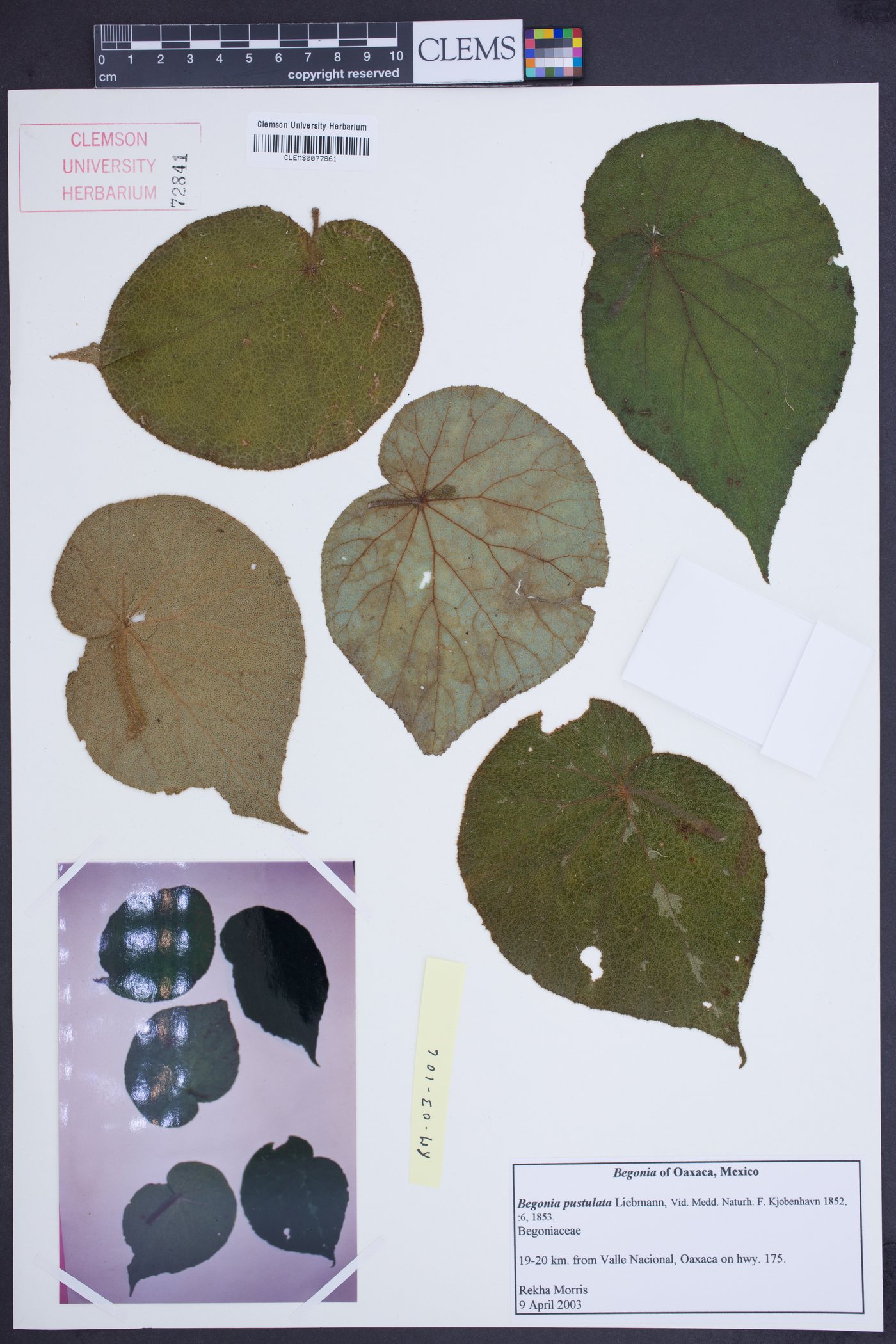 Begonia pustulata image