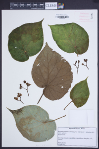 Begonia pustulata image