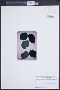 Begonia pustulata image