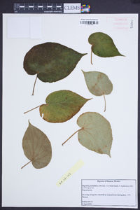 Begonia pustulata image