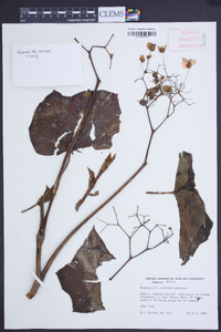 Begonia sartorii image