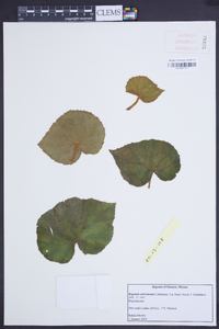 Begonia sericoneura image