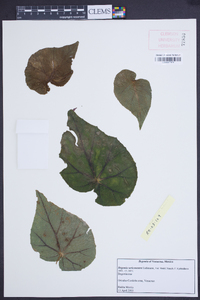Begonia sericoneura image