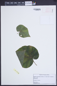 Begonia sericoneura image