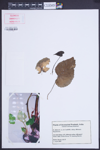 Begonia silletensis image