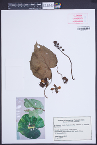 Begonia silletensis image