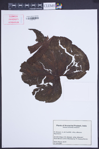 Begonia silletensis image