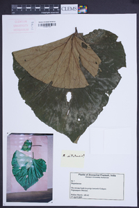 Begonia silletensis image