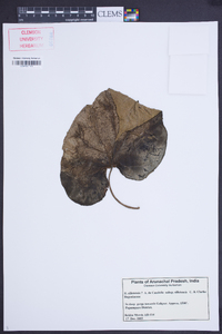 Begonia silletensis image