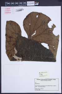 Begonia silletensis image