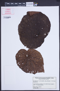 Begonia silletensis image