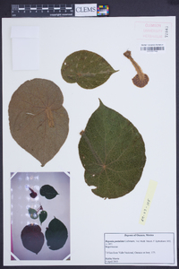 Begonia pustulata image