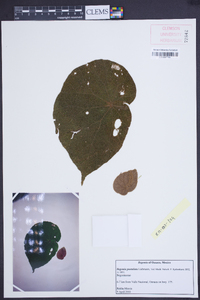 Begonia pustulata image