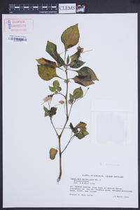 Impatiens walleriana image