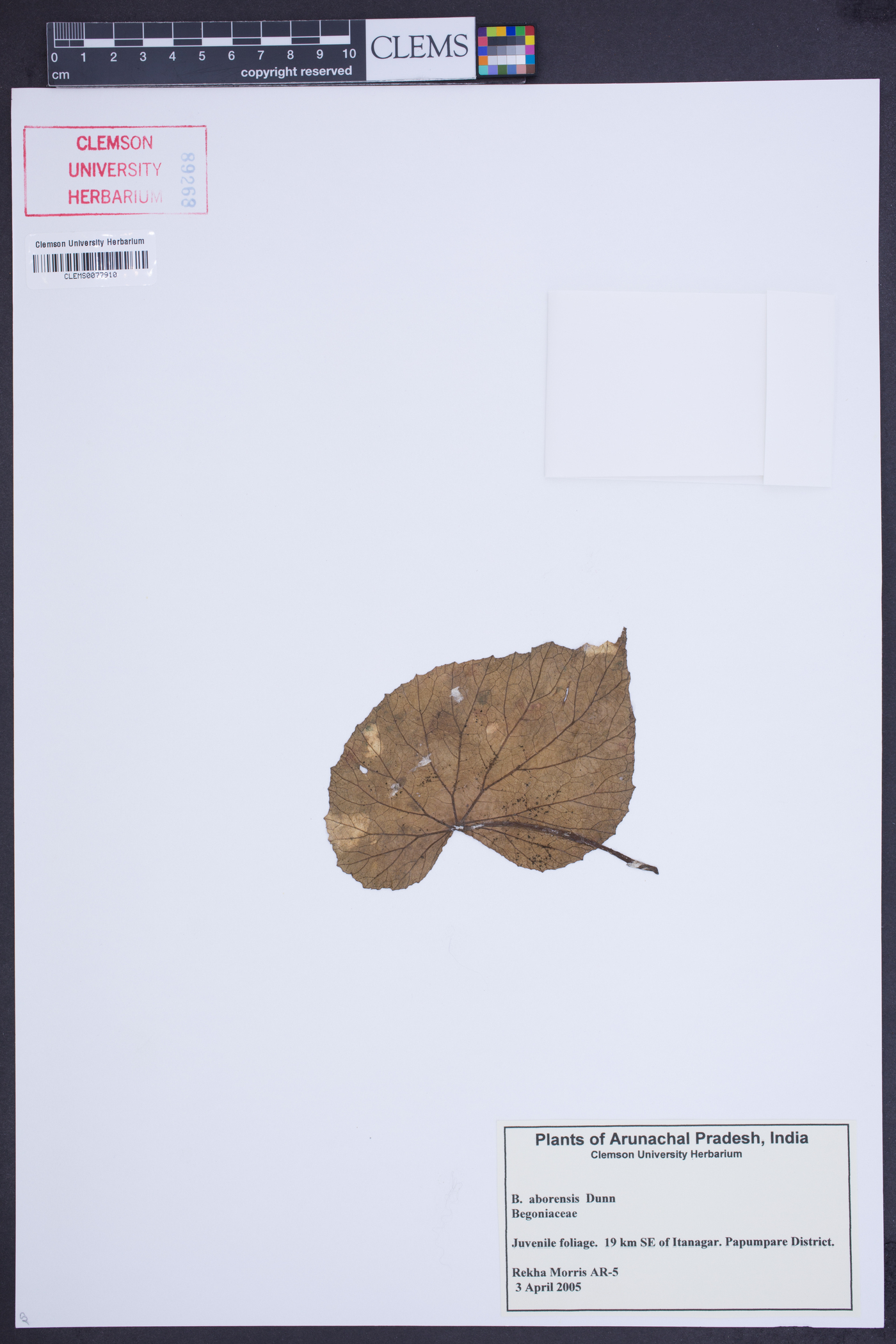 Begonia aborensis image