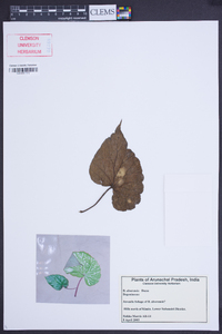 Begonia aborensis image