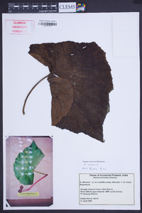 Begonia aborensis image