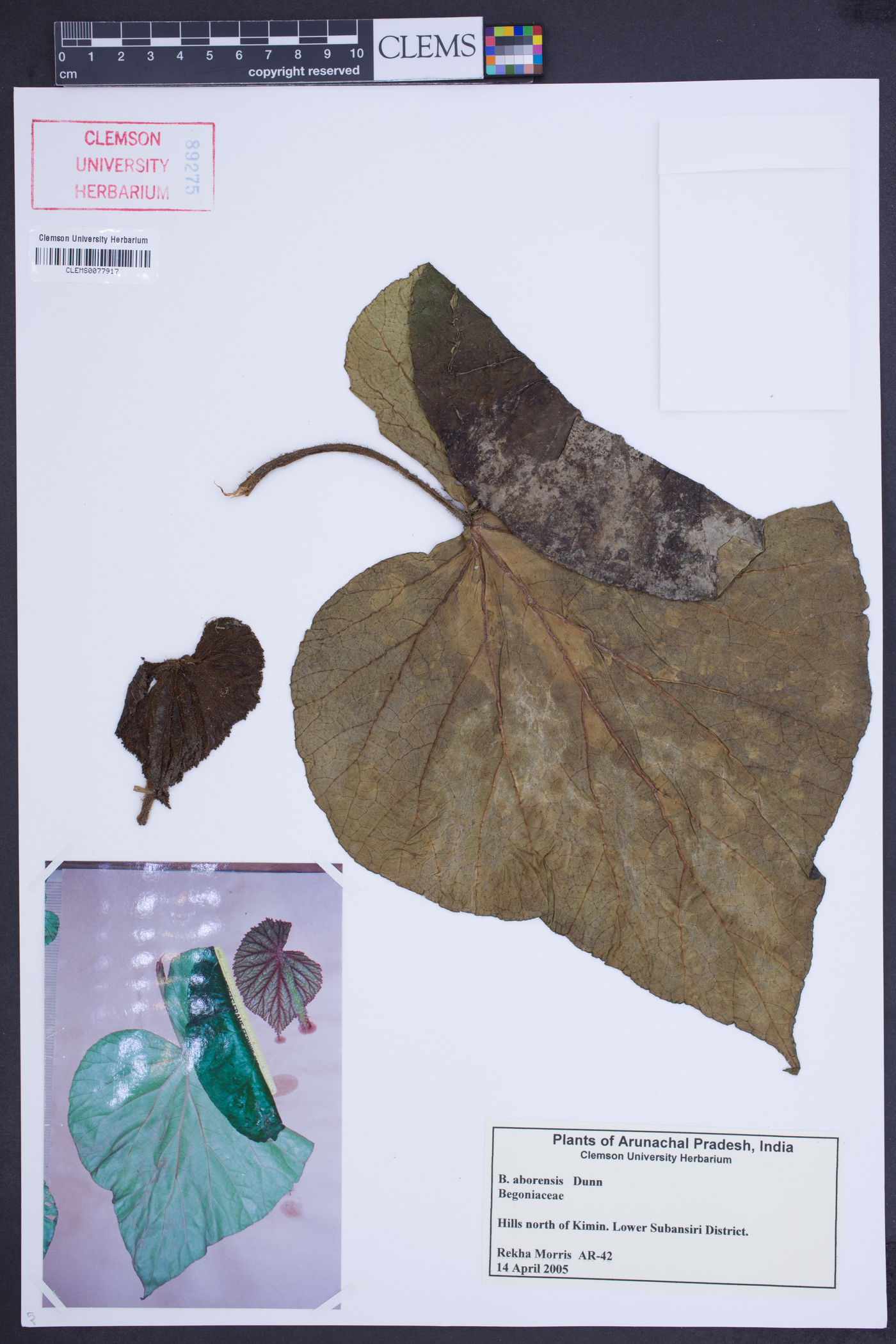 Begonia aborensis image