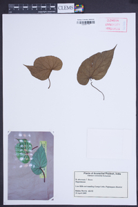Begonia aborensis image