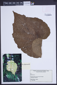 Begonia aborensis image